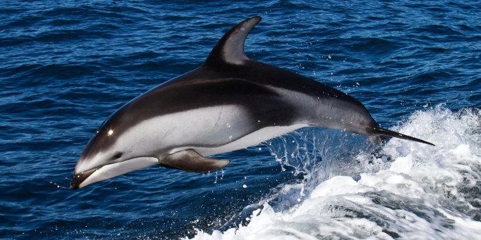 1920x1200 Dolphin Jumping ❤ 4K HD Desktop Wallpaper for 4K Ultra HD TV