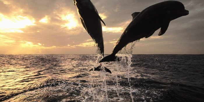 1600x1200 Men's black dress shirt, dolphin, sea, nature, animals HD wallpaper