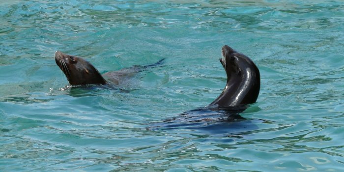 3264x2448 2 black dolphins free image | Peakpx