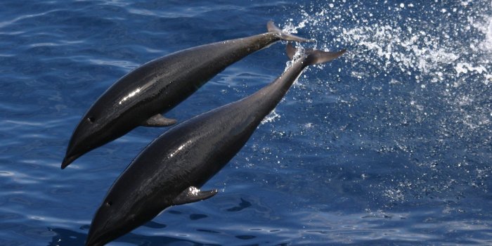 2324x1688 2 black dolphins free image | Peakpx