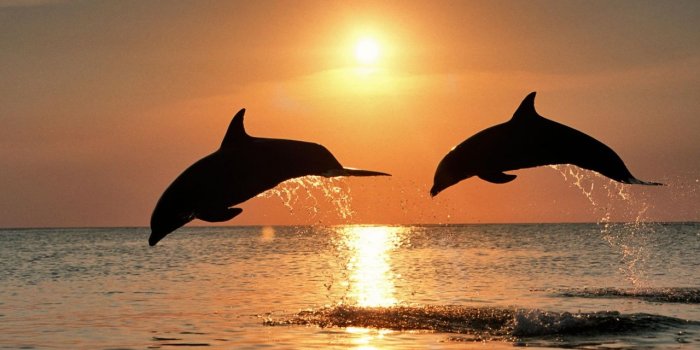 1280x960 Bottlenose Dolphin Jumping At Sunset Caribbean Honduras ❤ 4K HD
