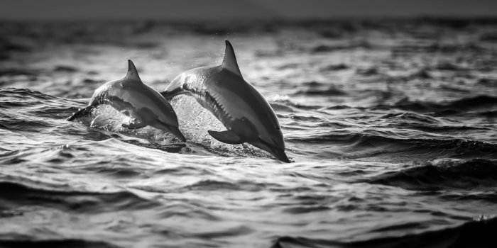 2000x1333 Dolphins