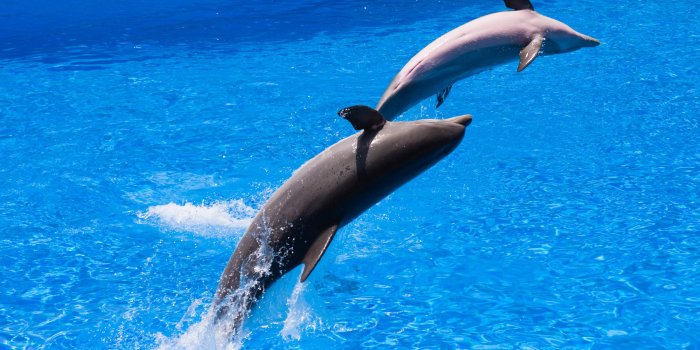 3204x1992 Photographic view of two black dolphins, palmitos HD wallpaper