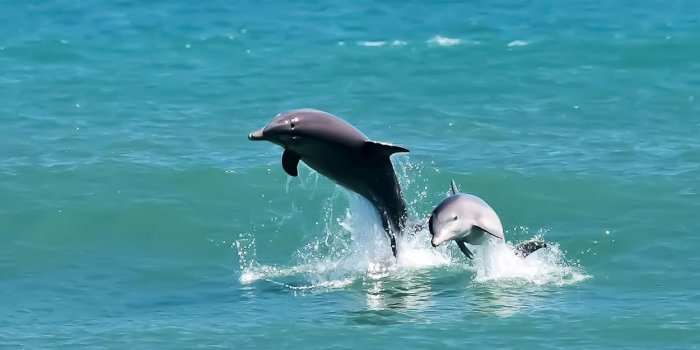 1250x689 Black Dolphin