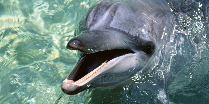 1920x1080 Black dolphin in body of water HD wallpaper | Wallpaper Flare