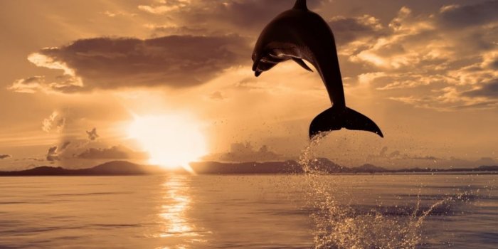 1024x768 Black Dolphin Wallpapers | Wallpapers Box