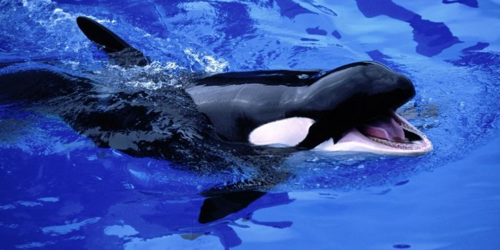 1920x1200 White and black dolphin on blue body of water HD wallpaper