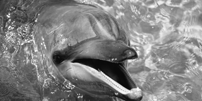 1600x900 Dolphin | Black and white photography | Black, white wallpaper