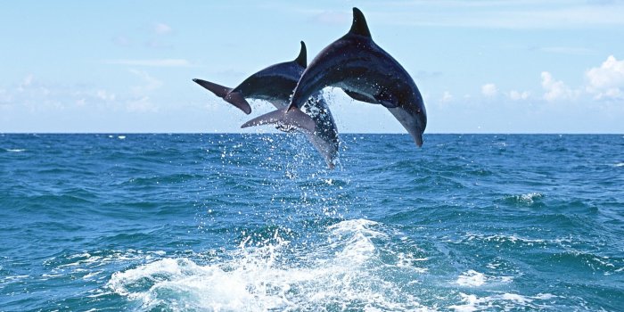 1920x1200 Two black dolphins on body of water under blue sky HD wallpaper