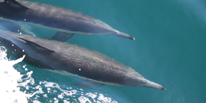 5184x3456 2 black dolphins free image | Peakpx