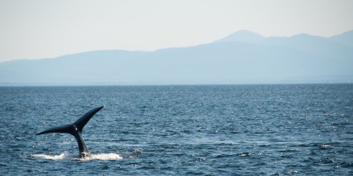 4288x2361 black dolphin free image | Peakpx