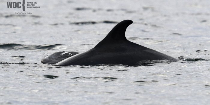 1920x1080 Kesslet & Baby Update - Whale & Dolphin Conservation USA