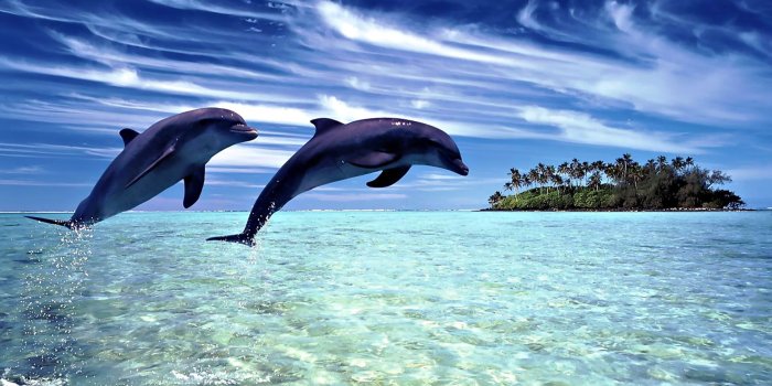 1920x1080 Two black whales, digital art, animals, dolphin, island HD wallpaper