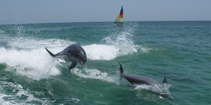 2254x1396 black dolphin free image | Peakpx