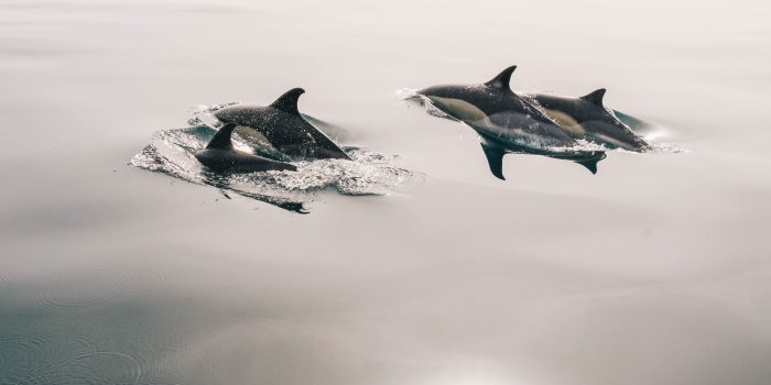 5184x3456 Four black-and-white dolphins HD wallpaper | Wallpaper Flare