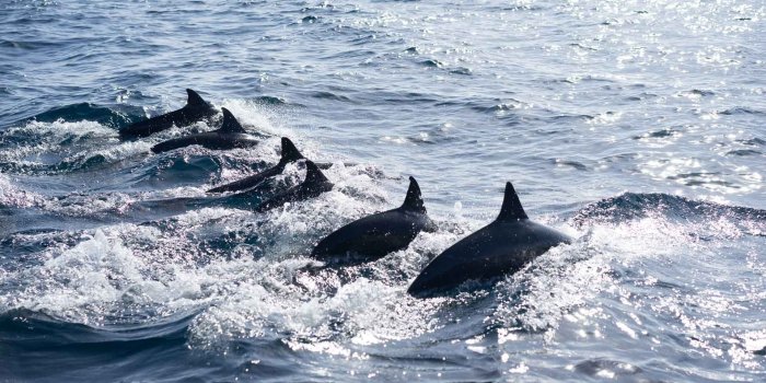 1920x1280 black dolphin on ocean photo free image | Peakpx