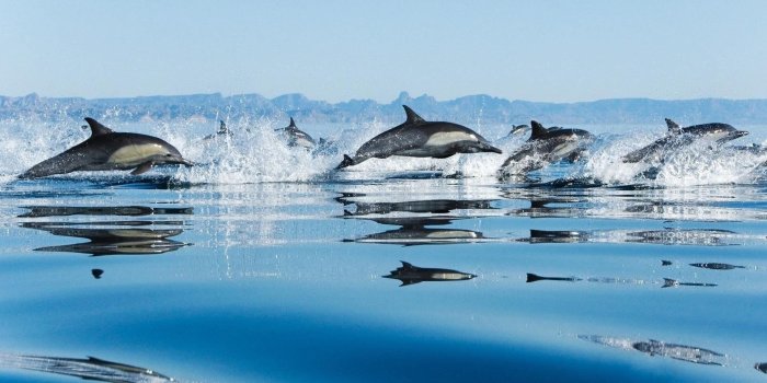 1920x1080 HD wallpaper: dolphins, jump, water surface, sea, animal, mammal