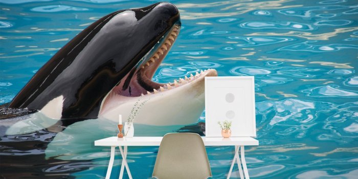 2500x1666 3D Black Dolphin 060