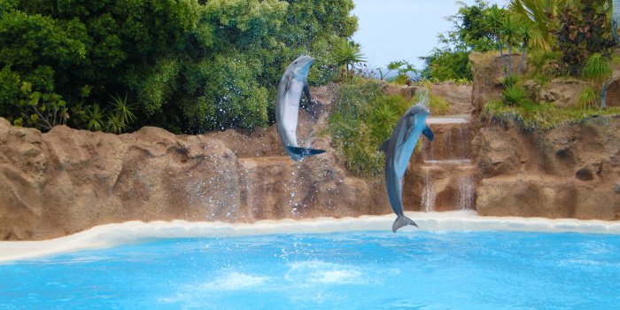 3840x2400 Dolphins ❤ 4K HD Desktop Wallpaper for 4K Ultra HD TV • Wide