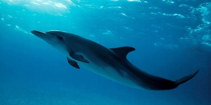 1920x1080 Dolphins Wallpapers High Quality | Download Free