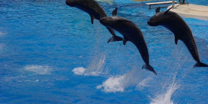 1600x1200 File:Orlando Sea World Dolphins 2.jpg - Wikimedia Commons