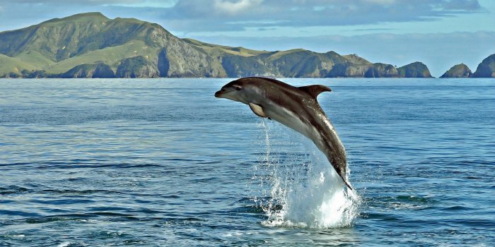 4096x2160 30+ Dolphin Jump Wallpapers - Download at WallpaperBro