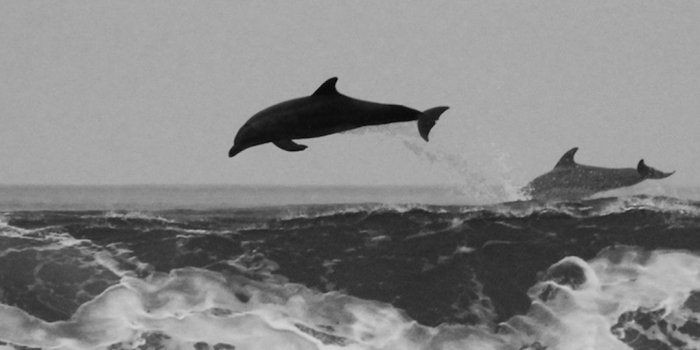 1080x1920 Free HD Dolphin Surf Phone Wallpaper...2366