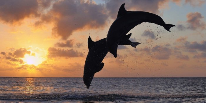 1680x1050 Black and white bird figurine, animals, dolphin, sea, sunset HD