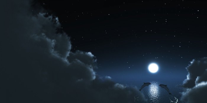 1920x1200 Animated Dolphin Screensavers Wallpaper (46+ images)