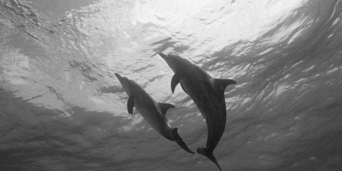 1024x819 Dolphin Wallpaper | Dolphin Wallpaper | Jonty Cooper