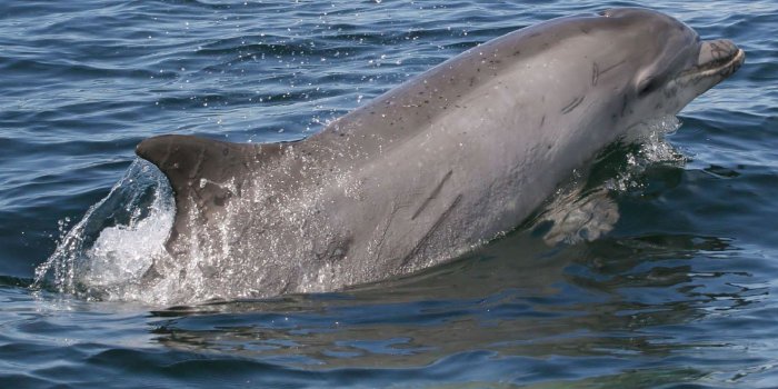 1920x1150 gray and black dolphin free image | Peakpx