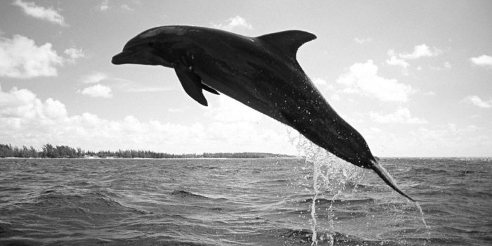 1024x768 dolphin wallpaper for ipad | dolphin wallpaper for ipad