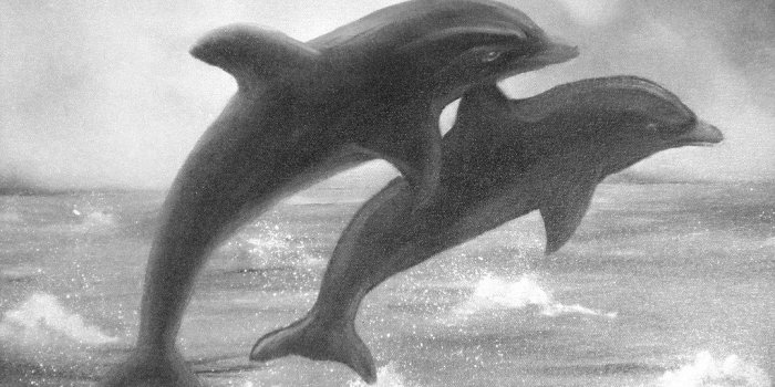 1024x768 miami dolphins wallpaper | miami dolphins wallpaper