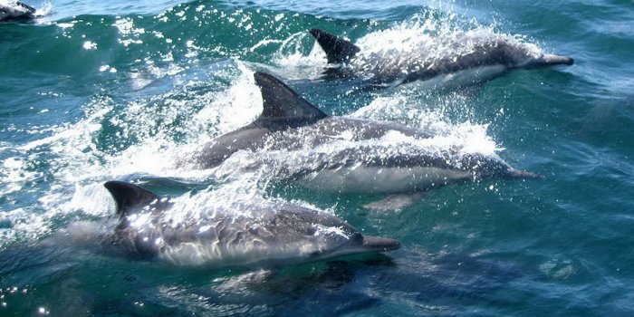 6394x4262 3 white and black dolphins free image | Peakpx