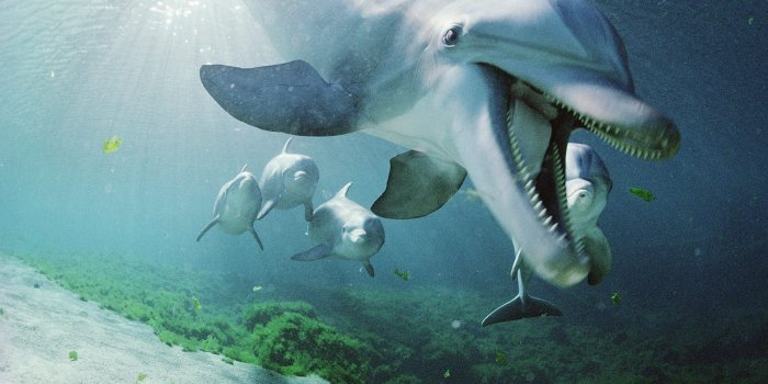 1600x1200 Black Dolphin ~ cool hd wallpapers