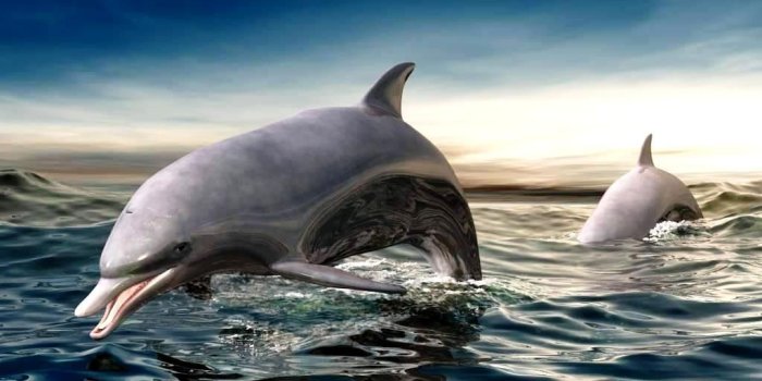 1024x768 30+ Dolphin Jump Wallpapers - Download at WallpaperBro