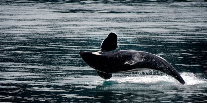 1920x1279 Aquatic, Black And White, Dolphin - Free Stock Photo, Image