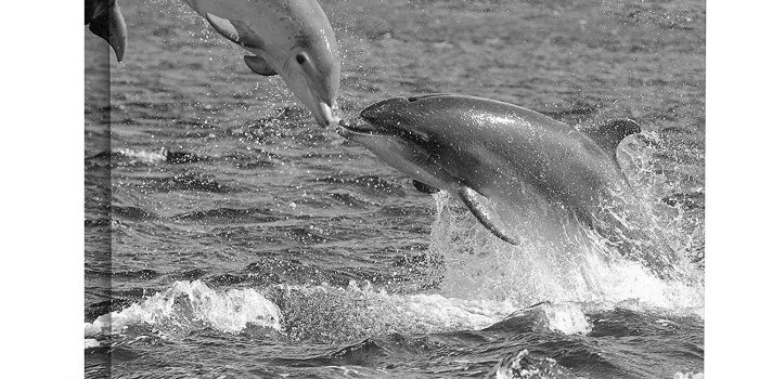 1500x1295 JP London BWMCNV2141 2