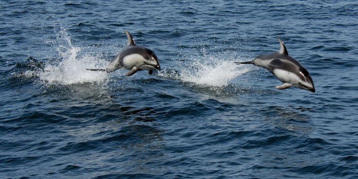 2000x1600 Two black-and-gray dolphins jumping over body of water HD wallpaper