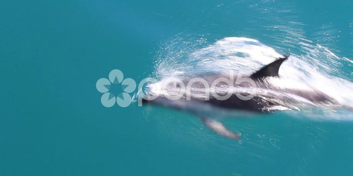 1920x1080 Black dolphins swimming and jumping ~ Stock Video #50549535