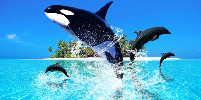 1920x1080 30+ Dolphin Jump Wallpapers - Download at WallpaperBro