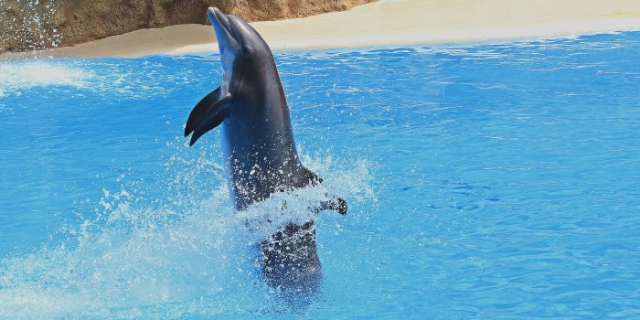 5472x3648 black and grey dolphin free image | Peakpx