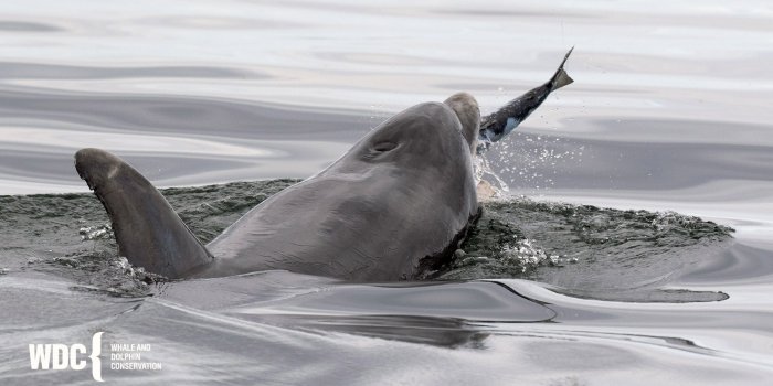 1920x1080 Meanwhile...Out at Sea - Whale & Dolphin Conservation USA