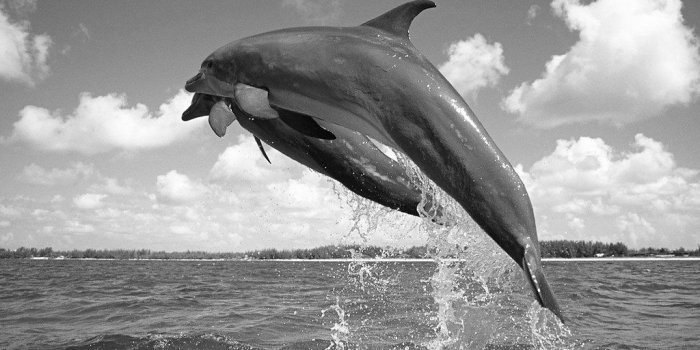 1024x819 Dolphin wallpaper - Download Photo - Tomato.to - Search Engine For
