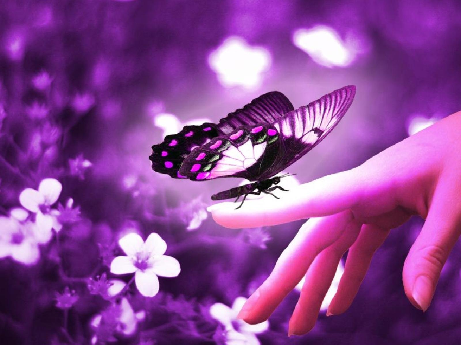 1600x1200 Download Animated Butterfly Wallpaper(30+) - Free Desktop