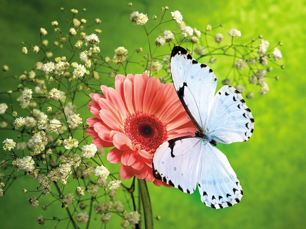 1024x768 Animated Butterfly Wallpaper For Mobile Phone