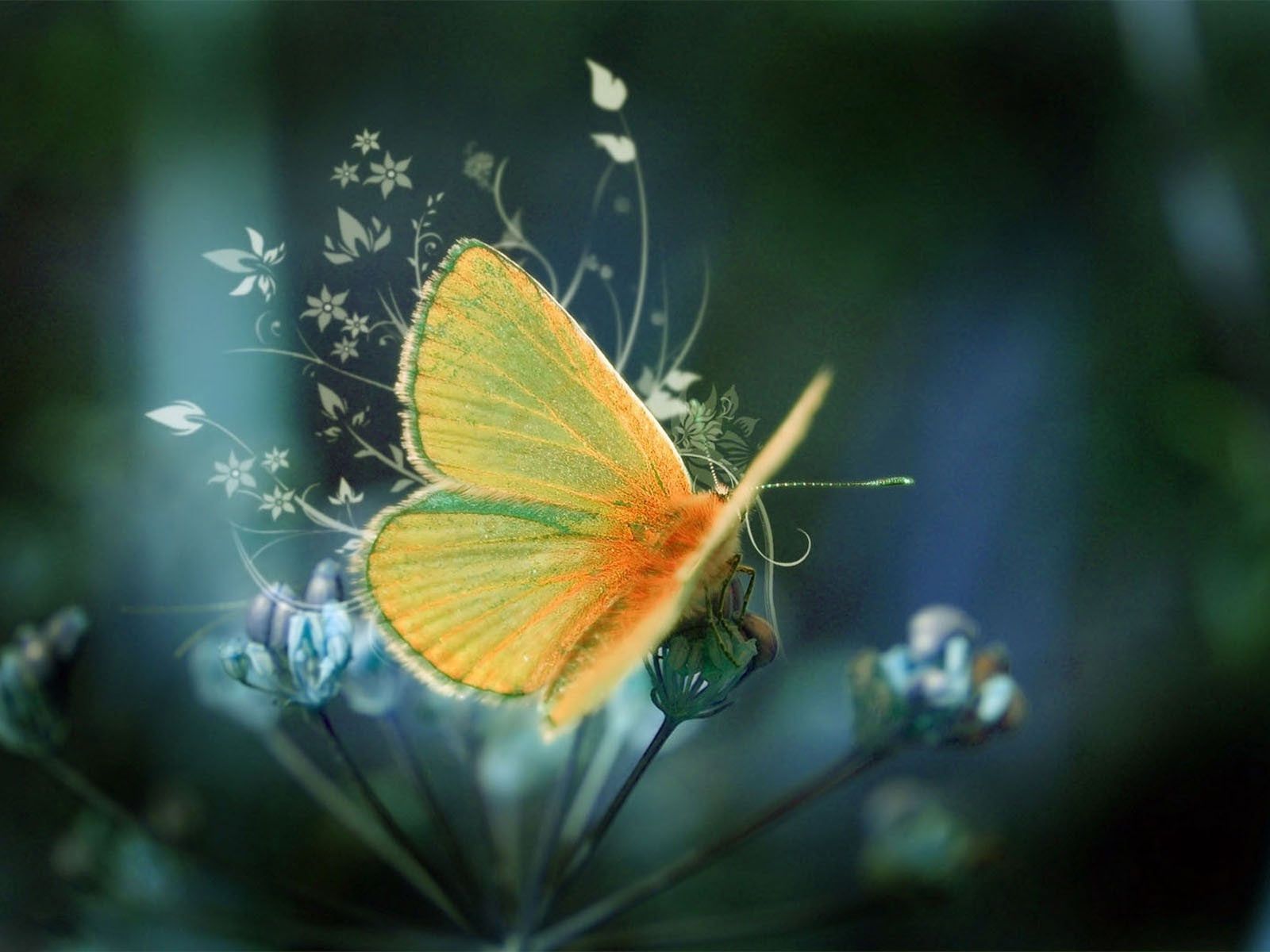 1600x1200 Desktop animated butterfly wallpaper