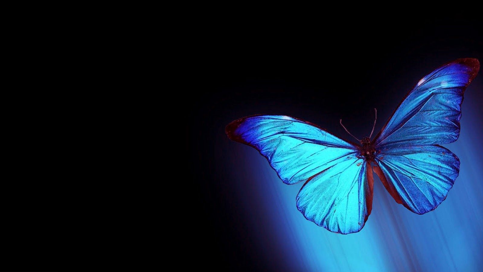 1600x900 48+] Free 3D Butterfly Wallpaper on WallpaperSafari