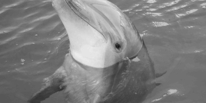 1024x768 funny dolphin wallpaper | funny dolphin wallpaper