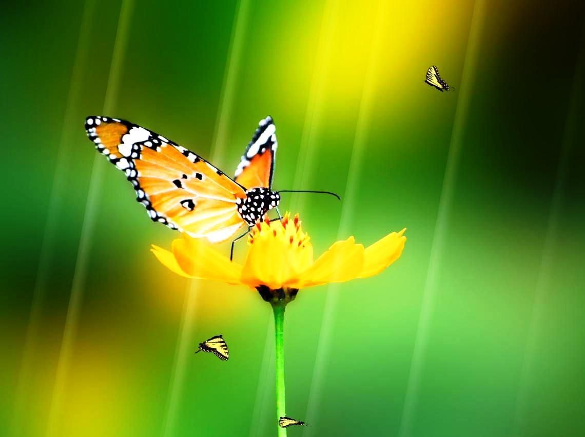 1140x852 Animated Wallpapers For Pc Butterfly On Yellow Flower Free Wallpaper